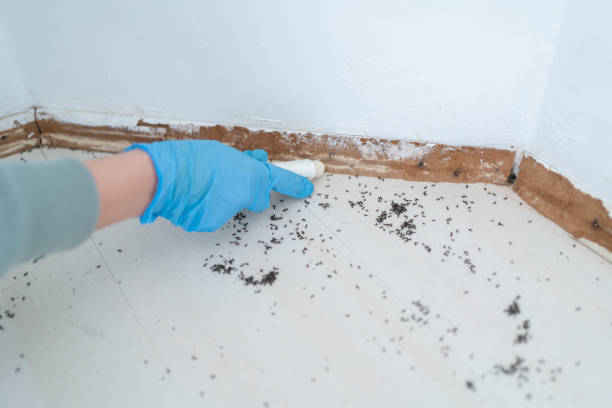 Best Affordable Pest Control Services  in Vidalia, GA